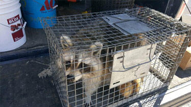 raccoon-in-spartan-cage