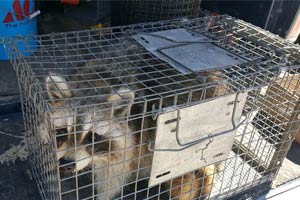 raccoon-in-spartan-cage