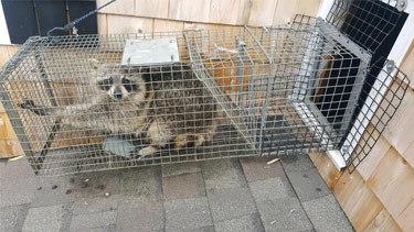 raccoon-trapped-by-spartan