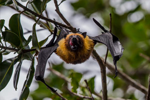 spartan-pest-bat