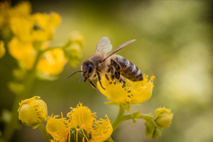 spartan-pest-bee