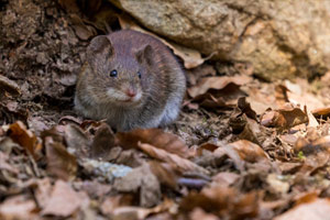 spartan-pest-field-mouse