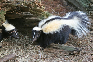 spartan-pest-skunk