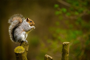 spartan-pest-squirrel