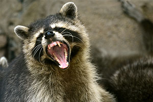 angry raccoon