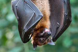 a bat hanging upside down after being safely removed from a home in Dartmouth, MA