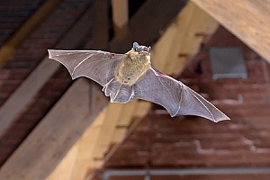 a bat in a home that will be removed by an animal control expert