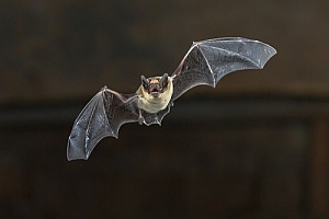 a bat in a Westport, MA home that is being removed through animal control