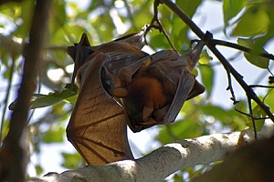 a bat in Fall River, MA that was removed from a home