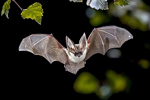 a bat that will be removed by Massachusetts bat removal