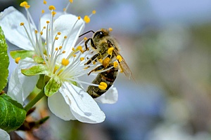 a bee collecting pollen on a flower after being removed from a home