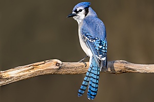 a blue jay that was found in a home and removed by an animal control professional