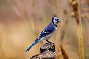 a blue jay that was removed from a home in Mattapoisett, MA