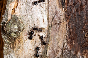 a carpenter ant colony outside of a Rochester, MA home that will be removed