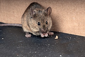 a common household mouse being removed by a pest control expert