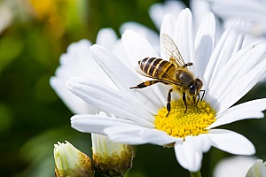 a honey bee outside of a home that will be relocated through Mattapoisett, MA pest control