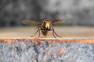 a hornet that will be removed through Fall River, MA pest control