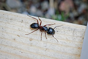 a Massachusetts pest control company working on removing carpenter ants