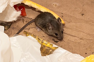 a mouse captured by a New Bedford, MA pest control expert while going through trash