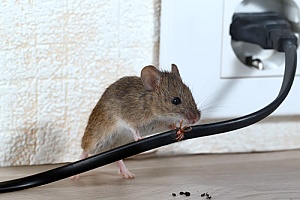 a mouse chewing on wire in a home