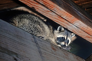 a raccoon in a home that will be removed by a Massachusetts animal control company