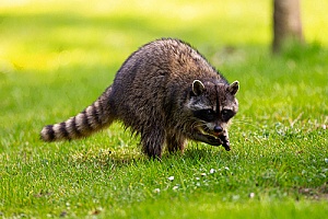 a raccoon in the wild that was safely removed form a home through raccoon removal services