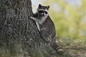 a raccoon standing next to a tree near a Lakeville, MA home