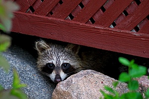 a raccoon underneath a deck that will be removed by a Massachusetts animal control company