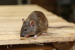 a rat in a Massachusetts home that will be removed by a rodent control team
