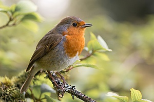 a robin bird in the wild after being removed by a bird removal expert
