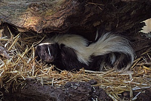 a skunk in a nest that will be removed by animal control services