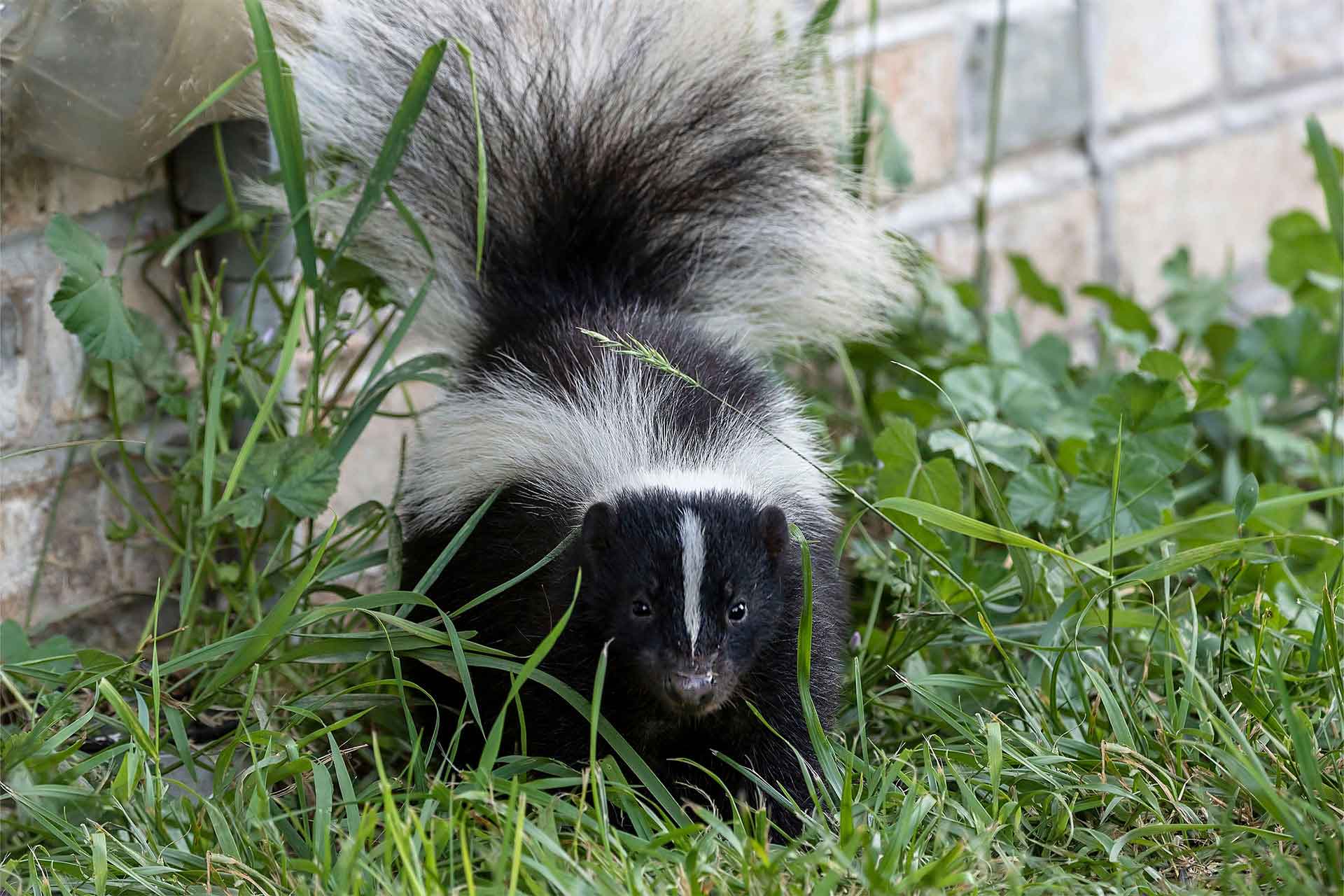 Skunk Removal — Spartan Animal & Pest Control