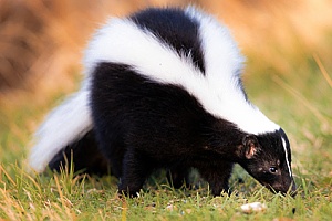 a skunk removed from a home by a Fairhaven, MA animal control specialist