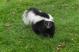 a skunk roaming the wild after professional Massachusetts skunk removal