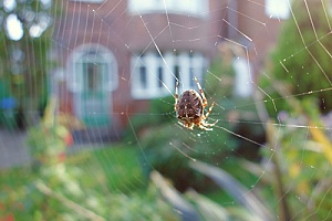 a spider in a web that will be removed professionally by a pest control specialist