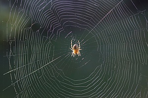 a spider in a web that will be removed through professional Massachusetts spider control