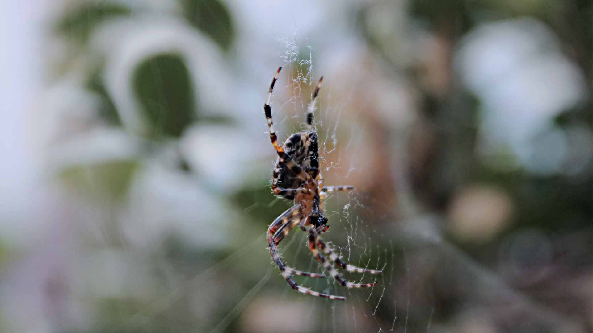 a spider in a web that will be removed through spider control