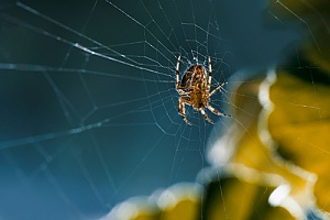 a spider that was controlled and removed by a Dartmouth, MA pest control company