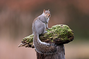 a squirrel being removed by an animal control company in Acushnet, MA