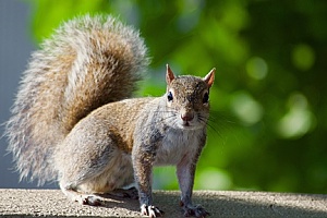 a squirrel in New Bedford, MA that was captured and removed from a home