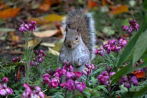 a squirrel invading a home garden that will be removed by a professional