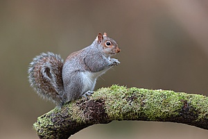 a squirrel that was removed from a home through squirrel removal services