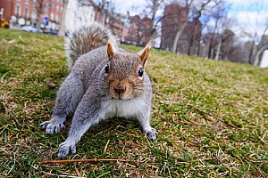 a squirrel that was trapped and relocated by a Massachusetts animal control specialist