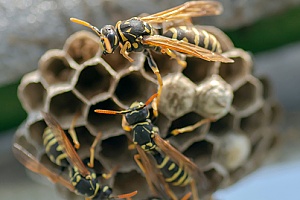 a wasps nest that is being removed through Acushnet, MA pest control