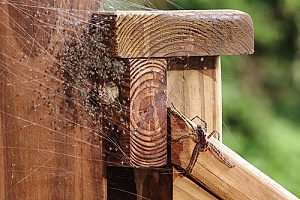 a web full of eggs laid by a spider that will be removed from a deck