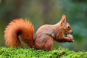 Freetown, MA animal control services working to remove a squirrel from a home