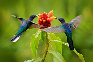 hummingbirds that were removed from a home in Rochester, MA