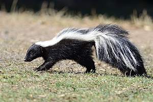 Marion, MA animal control experts capturing and releasing a skunk