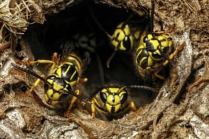 yellow jackets in a nest hole that will be taken care of through Marion, MA pest control