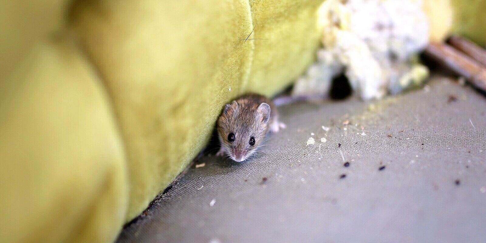 How Do I Get Rid Of Mice In My Home? — Spartan Animal & Pest Control